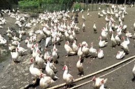 鸭子吃饲料好还是玉米好，喂玉米的鸭长得大吗