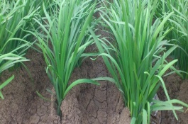 韭菜农药残留严重吗，韭菜农药残留多久可以自行分解