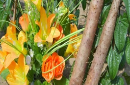 山药一斤多少钱，山药种植前景分析