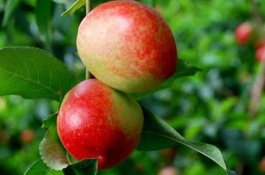 黄肉油桃有哪些品种，黄丹油桃1号