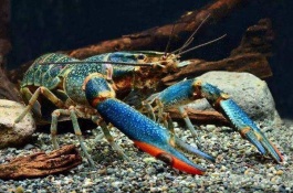 巨型淡水龙虾一斤多少钱，巨型淡水龙虾养殖前景分析