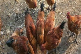 饲料添加荆防败毒散可使畜禽少患病，荆防败毒散主要成分