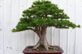 罗汉松有哪些品种，雀舌罗汉松