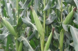 北玉1521品种介绍，北玉1521全生育期是128天