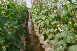 常见的园林机械有哪些