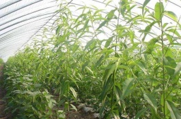 什么品种的油桃好，518油桃