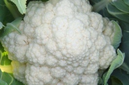 一斤花菜多少钱