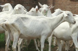 牛奶用山羊的养殖方法有哪些，幼羊的饲养