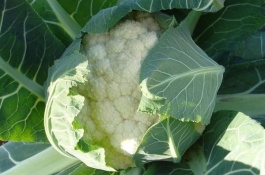 青茎花菜苗的价格是多少，青梗松花菜什么时候种