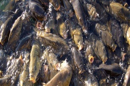 鲤鱼饲料配方比例，鲤鱼饲料主要包含大麦