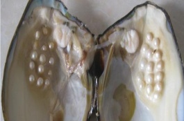 广西河池市有哪些特产