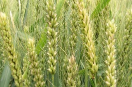 轮选145小麦品种介绍，生育期为240天左右