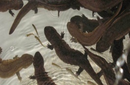 娃娃鱼吃什么饲料，娃娃鱼吃什么食物