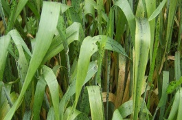 百泰的使用禁忌，百泰的使用禁忌