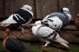 鸽子怎么养不飞走，精简回答想要让家鸽不飞走