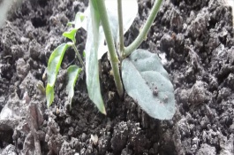 二胺养花使用技巧，二胺不能与什么肥料一起使用