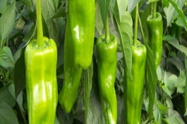 处暑收割的农作物有哪些，处暑收割的农作物有玉米