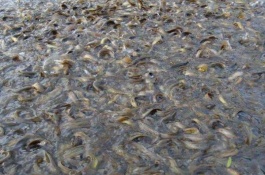 鱼塘养殖技术，甲鱼苗的选择