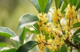 桂花树苗的价格是多少，桂花树种植成本利润分析