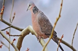 斑鸠有哪些种类