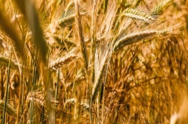 郑麦136小麦品种介绍，郑麦136株型松紧适中