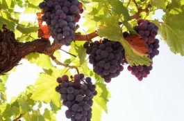 一棵红蜜葡萄苗多少钱，红香蜜葡萄的种植前景如何