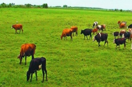 大石斑鱼一斤多少钱，大石斑鱼养殖前景分析