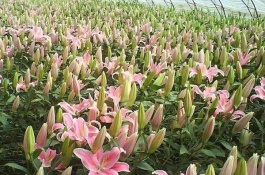 可食用的百合有哪些品种