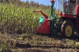 青饲料如何喂养黑山羊，青饲料和精料