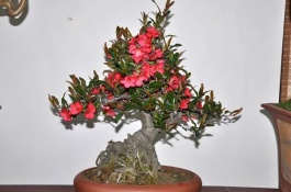 北美海棠养殖方法，北美海棠的扦插繁殖