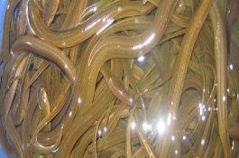 养殖黄鳝需要多少成本，养黄鳝需要什么条件