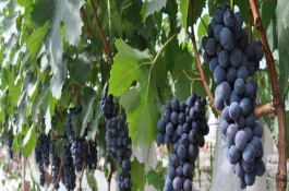 宝光葡萄品种介绍，该品种叶大5裂