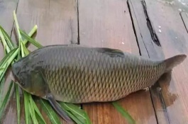 求草鱼饲料配方，草鱼饲料的选择