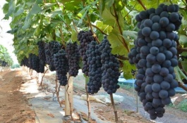 河北晋州有哪些土特产，北辛庄鸭梨