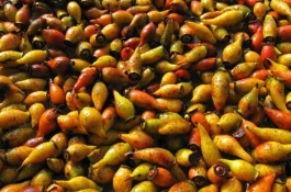 金樱子一斤多少钱，金樱子价格多少钱一斤