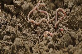 蚯蚓的销路是什么,作为制药原料