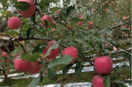 一棵苹果苗多少钱，苹果种植赚钱吗