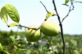 什么时候种木瓜，木瓜种植要点
