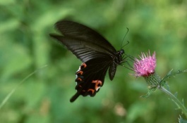 怎样养盆栽蝴蝶兰，蝴蝶兰的繁殖方法