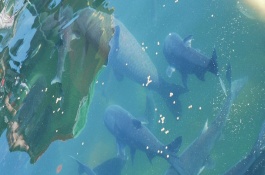 鳙鱼吃什么，鳙鱼饲料投喂技巧