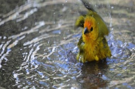 金丝雀怎么训练，金丝雀怎么让它叫