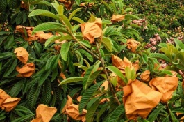 浙江台州有哪些特产,仙居番薯干