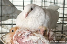 刚买的鸽子怎么养才不会飞走，精简回答喂食