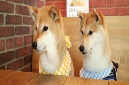 怎样养日本柴犬，为什么选择柴犬