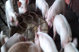 育肥猪的饲料配比方案有哪些，10-30斤仔猪饲料配比