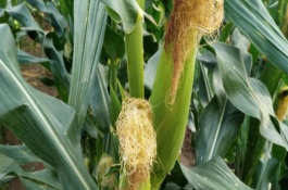 丰乐831玉米品种介绍，东华北中晚熟春玉米组