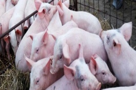 母猪舍温度多少度最适合，猪舍冬季取暖设备有哪些