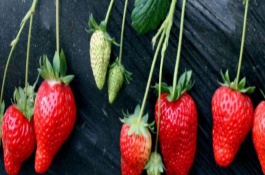 桃苗品种介绍大全