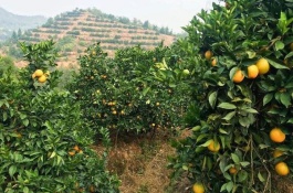 投资50亩脐橙多少钱，种50亩脐橙效益分析