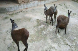 林麝养殖技术，养林麝怎么办养殖手续